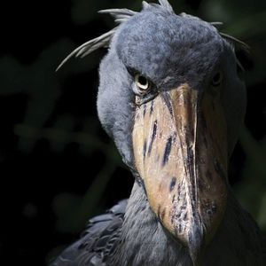 Meet your Posher, Arlete